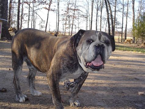 hermes bulldog|MorsoRosso: HERMES BULLDOGGE.